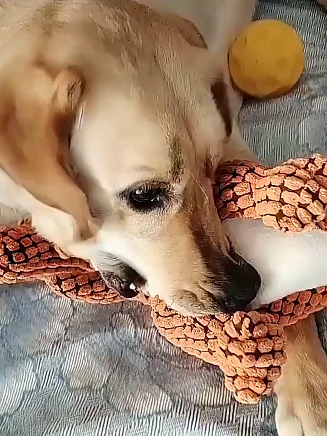 Dinosaur Pet Toys Giant Dogs Pets Interactive Dog Toys For Large Dogs Chew Toys Chihuahua Plush Stuffing Squeakers