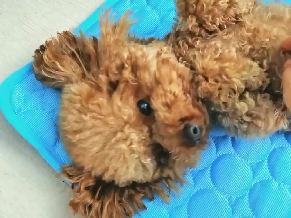 Pet Dog Cat Ice Silk Cold Nest Pad For Cooling In Summer