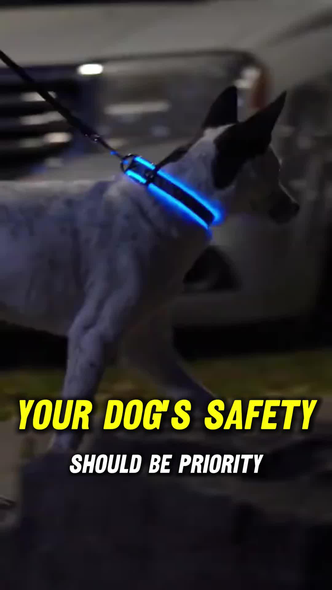Nylon LED Pet Dog Luminous Collar Night Safety Flashing Glow in Dark Dog Cat Leash Adjustable Pet Supplies