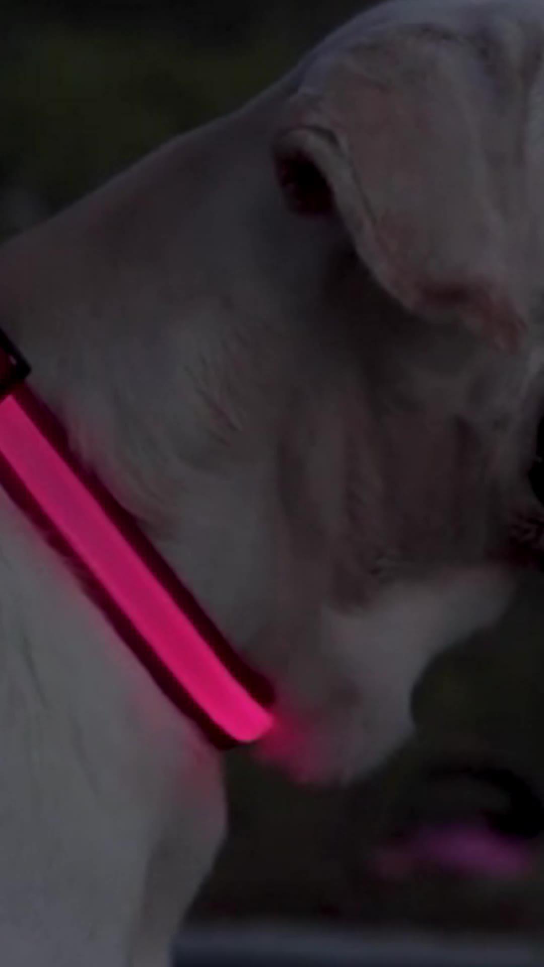 Nylon LED Pet Dog Luminous Collar Night Safety Flashing Glow in Dark Dog Cat Leash Adjustable Pet Supplies